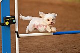 wedstrijd agility friends zondag