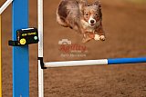 wedstrijd agility friends zondag