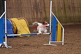 wedstrijd agility friends zondag