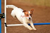 wedstrijd agility friends zondag