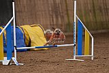 wedstrijd agility friends zondag