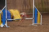 wedstrijd agility friends zondag