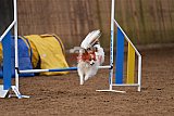wedstrijd agility friends zondag
