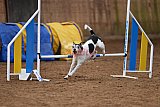 wedstrijd agility friends zondag