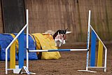 wedstrijd agility friends zondag