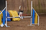 wedstrijd agility friends zondag