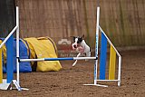 wedstrijd agility friends zondag