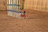 wedstrijd agility friends zondag