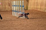 wedstrijd agility friends zondag