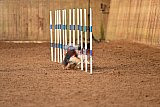 wedstrijd agility friends zondag
