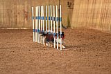 wedstrijd agility friends zondag