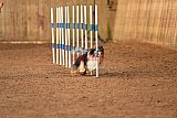 wedstrijd agility friends zondag