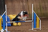 wedstrijd agility friends zondag