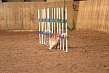 wedstrijd agility friends zondag