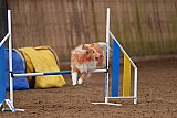 wedstrijd agility friends zondag