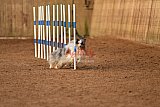 wedstrijd agility friends zondag