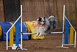 wedstrijd agility friends zondag