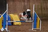 wedstrijd agility friends zondag