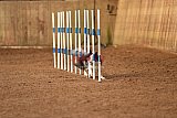 wedstrijd agility friends zondag