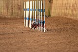 wedstrijd agility friends zondag