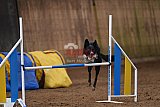 wedstrijd agility friends zondag