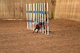 wedstrijd agility friends zondag