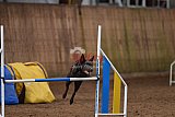 wedstrijd agility friends zondag