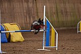 wedstrijd agility friends zondag