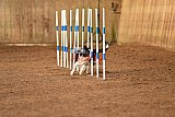 wedstrijd agility friends zondag
