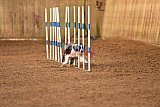 wedstrijd agility friends zondag