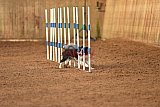 wedstrijd agility friends zondag