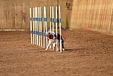 wedstrijd agility friends zondag