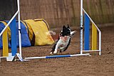 wedstrijd agility friends zondag
