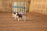 wedstrijd agility friends zondag