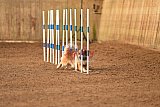 wedstrijd agility friends zondag