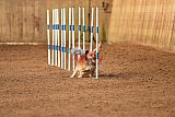 wedstrijd agility friends zondag