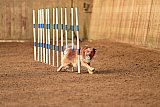 wedstrijd agility friends zondag