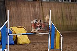 wedstrijd agility friends zondag
