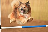 wedstrijd agility friends zondag