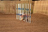 wedstrijd agility friends zondag