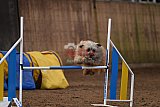wedstrijd agility friends zondag