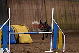 wedstrijd agility friends zondag