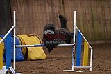 wedstrijd agility friends zondag