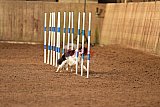 wedstrijd agility friends zondag