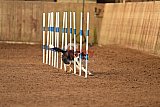 wedstrijd agility friends zondag