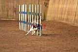 wedstrijd agility friends zondag