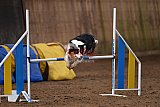 wedstrijd agility friends zondag