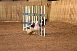 wedstrijd agility friends zondag