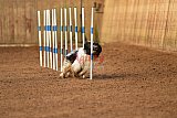 wedstrijd agility friends zondag
