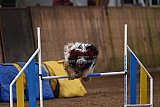 wedstrijd agility friends zondag